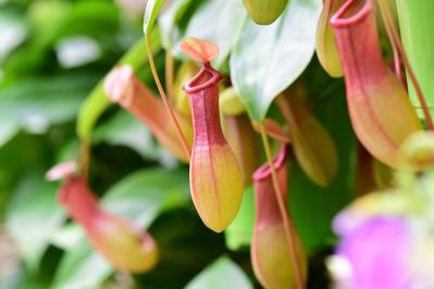 【ガーデニング】初心者でも育てやすい食虫植物［8選］かわいくてかっこいい！（サムネイル画像2）