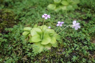 【ガーデニング】初心者でも育てやすい食虫植物［8選］かわいくてかっこいい！（サムネイル画像4）