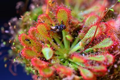 【ガーデニング】初心者でも育てやすい食虫植物［8選］かわいくてかっこいい！（サムネイル画像9）