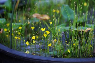 【ガーデニング】初心者でも育てやすい食虫植物［8選］かわいくてかっこいい！（サムネイル画像7）