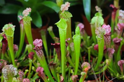 【ガーデニング】初心者でも育てやすい食虫植物［8選］かわいくてかっこいい！（サムネイル画像11）