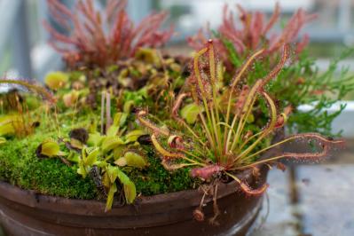 【ガーデニング】初心者でも育てやすい食虫植物［8選］かわいくてかっこいい！（サムネイル画像10）