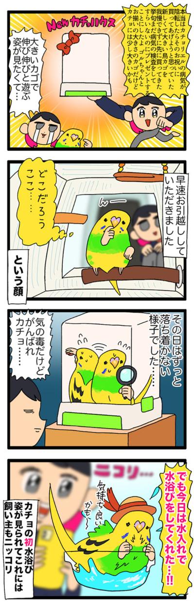 「止まり木の位置に注意！」から始まったセキセイインコのお引越しと水浴びデビュー【鳥マンガ＃118】（サムネイル画像4）
