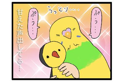 甘えん坊インコの「ぷぅ…」に撃沈！かわいさで心を奪われる日常【鳥マンガ＃113】