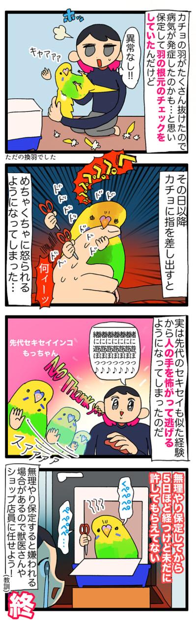換羽チェックでインコに嫌われた!? それでも甘やかす飼い主の愛情物語【鳥マンガ＃112】（サムネイル画像5）