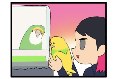 セキセイインコのほくろの羽がかわいい！でも先住コザクラ・ゴルちゃんは同担拒否!?【鳥マンガ＃114】