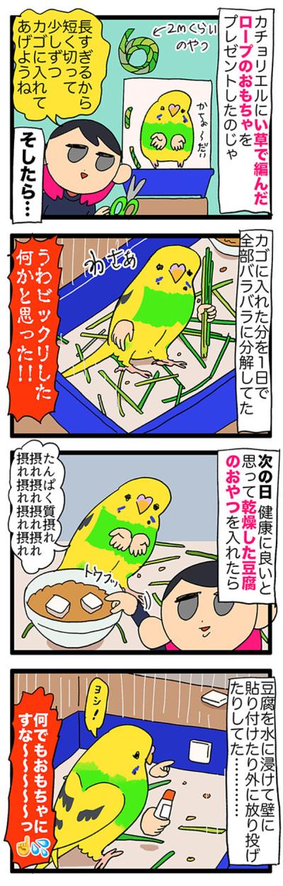 セキセイインコの寝起きルーティンと、何でも遊びに変える天才っぷり【鳥マンガ＃117】（サムネイル画像5）