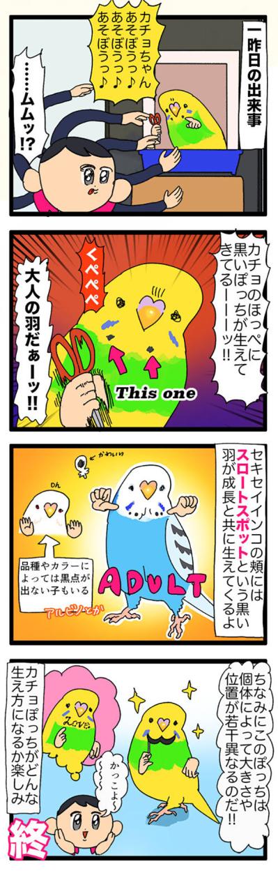 セキセイインコのほくろの羽がかわいい！でも先住コザクラ・ゴルちゃんは同担拒否!?【鳥マンガ＃114】（サムネイル画像4）
