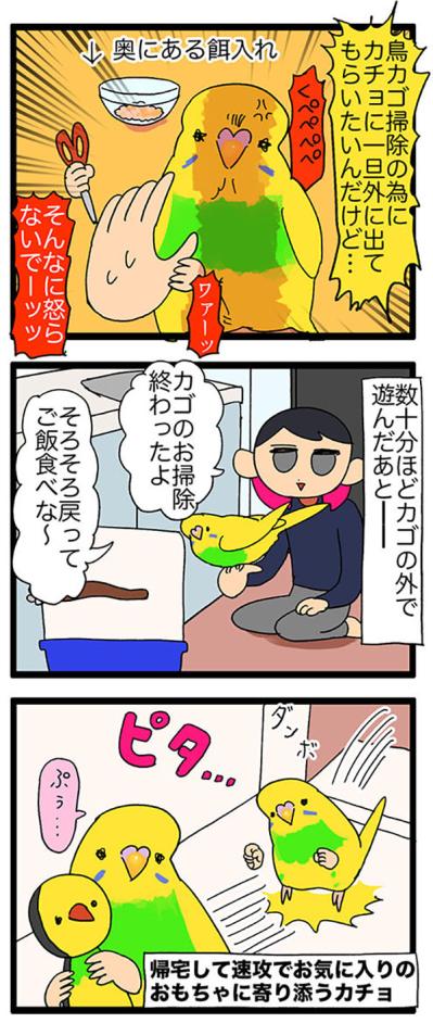 甘えん坊インコの「ぷぅ…」に撃沈！かわいさで心を奪われる日常【鳥マンガ＃113】（サムネイル画像5）