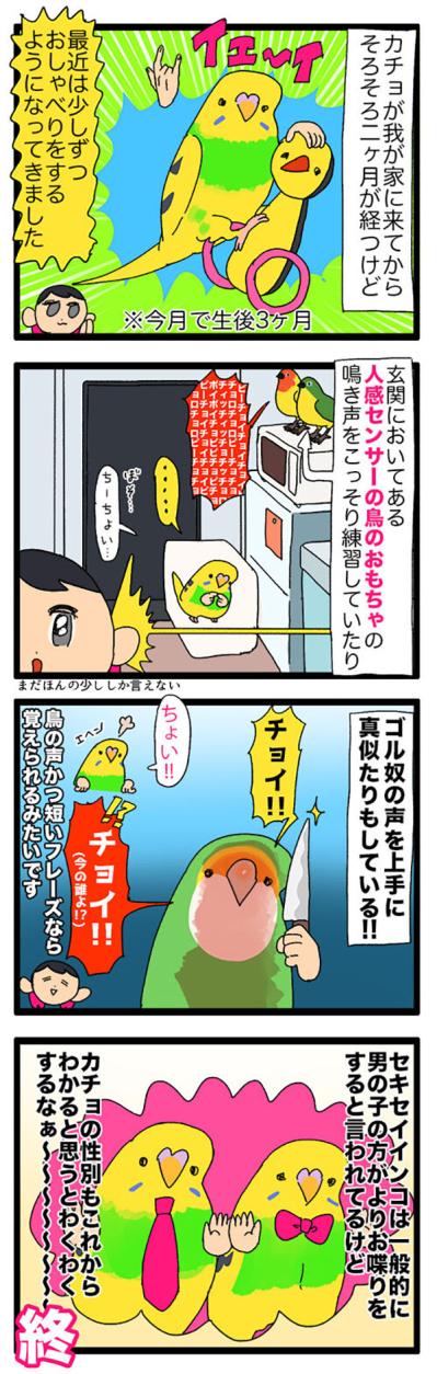 インコが一人遊びで見せた仕草に飼い主悶絶！「かわいい」の大連発【鳥マンガ＃111】（サムネイル画像6）