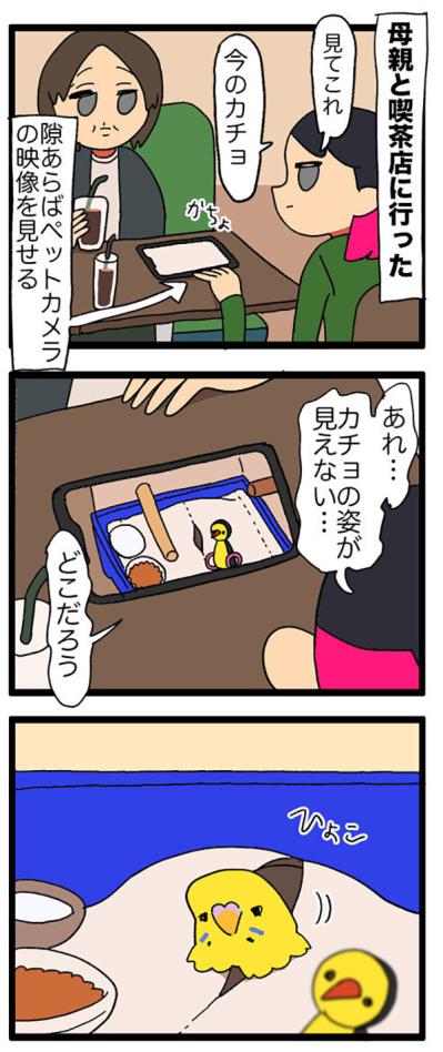 ペットカメラ越しに悶絶！インコのかわいさと初めての人語に感動【鳥マンガ＃116】（サムネイル画像3）