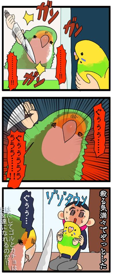 セキセイインコのほくろの羽がかわいい！でも先住コザクラ・ゴルちゃんは同担拒否!?【鳥マンガ＃114】（サムネイル画像6）