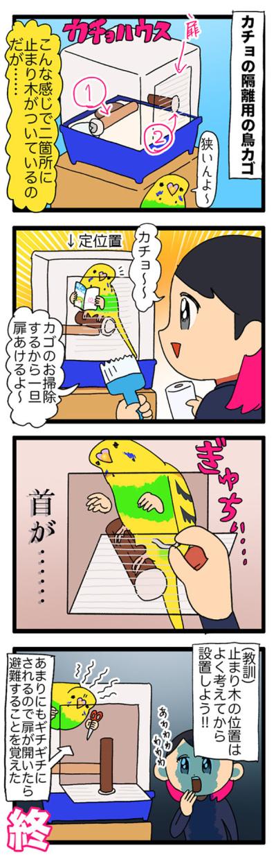 「止まり木の位置に注意！」から始まったセキセイインコのお引越しと水浴びデビュー【鳥マンガ＃118】（サムネイル画像3）
