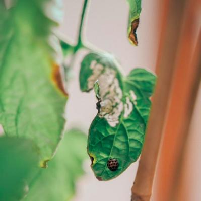 「夏野菜がどっさり獲れる！」「カメムシは薄めたコーヒーで撃退！」家族で楽しむベランダガーデン実例（サムネイル画像5）