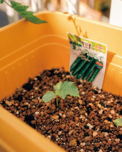 25㎡のベランダが菜園に！水耕栽培のバジルも驚くほど元気【ベランダガーデン歴5年の実例】（サムネイル画像7）