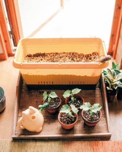 25㎡のベランダが菜園に！水耕栽培のバジルも驚くほど元気【ベランダガーデン歴5年の実例】（サムネイル画像3）