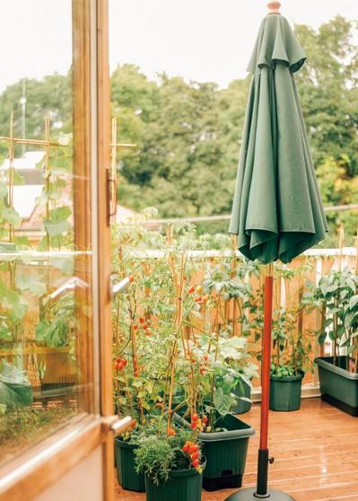 「夏野菜がどっさり獲れる！」「カメムシは薄めたコーヒーで撃退！」家族で楽しむベランダガーデン実例（サムネイル画像4）