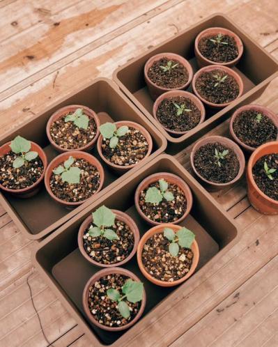 25㎡のベランダが菜園に！水耕栽培のバジルも驚くほど元気【ベランダガーデン歴5年の実例】（サムネイル画像5）