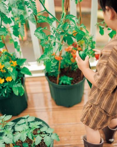 「夏野菜がどっさり獲れる！」「カメムシは薄めたコーヒーで撃退！」家族で楽しむベランダガーデン実例（サムネイル画像6）