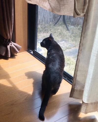 【マンガ・老猫日誌 ＃4】ソレンシア接種から1カ月…。19歳の元保護猫・桃姐（サムネイル画像4）