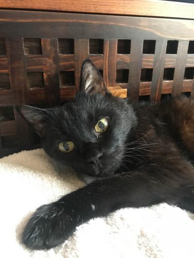 【マンガ・老猫日誌 ＃10】老猫、祝福を授ける!? 19歳の元保護猫・桃姐（サムネイル画像4）