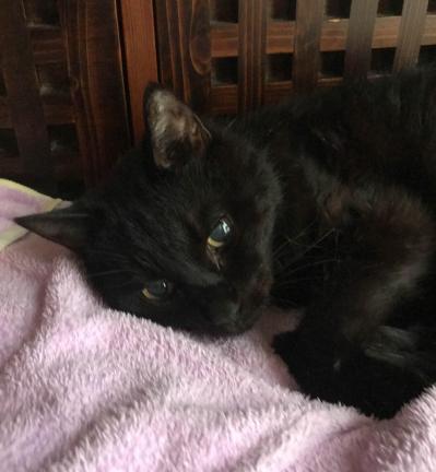 【マンガ・老猫日誌 ＃8】猫、理由に納得する…19歳の元保護猫・桃姐（サムネイル画像4）