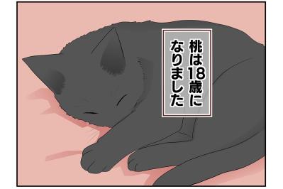 【マンガ・老猫日誌 ＃5】初めて猫を迎えた時は…19歳の元保護猫・桃姐