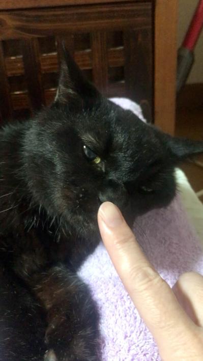 【マンガ・老猫日誌 ＃6】萎えた足をマッサージすると…19歳の元保護猫・桃姐（サムネイル画像4）