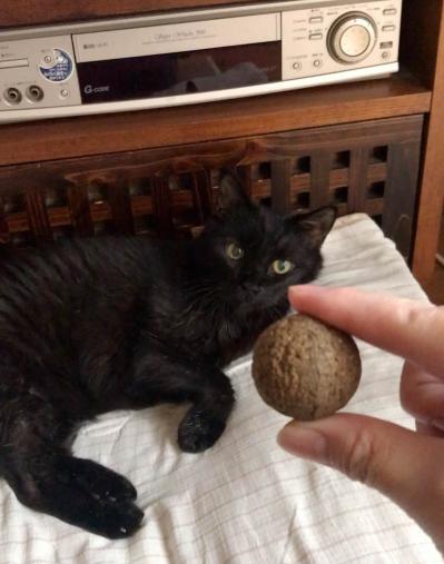 【マンガ・老猫日誌 ＃7】大トラにならなくても…19歳の元保護猫・桃姐（サムネイル画像4）