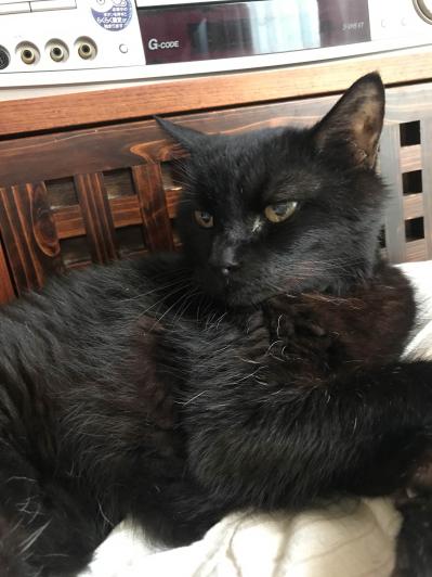 【マンガ・老猫日誌 ＃5】初めて猫を迎えた時は…19歳の元保護猫・桃姐（サムネイル画像4）