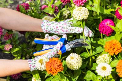 【ガーデニング】暑さに強く晩秋まできれいに咲く花［8選］夏の花壇をリフレッシュ！（サムネイル画像3）