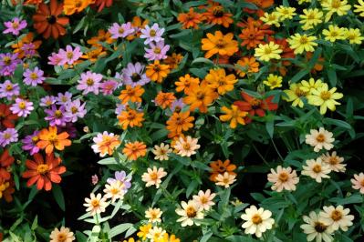 【ガーデニング】暑さに強く晩秋まできれいに咲く花［8選］夏の花壇をリフレッシュ！（サムネイル画像7）