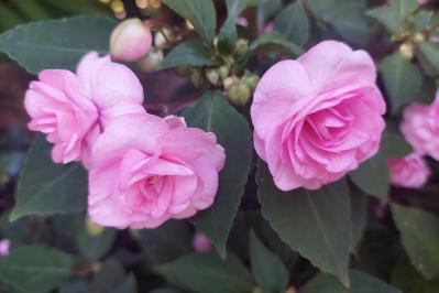 【ガーデニング】暑さに強く晩秋まできれいに咲く花［8選］夏の花壇をリフレッシュ！（サムネイル画像11）