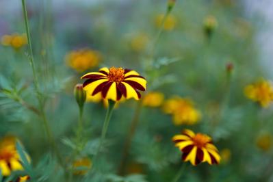 【ガーデニング】暑さに強く晩秋まできれいに咲く花［8選］夏の花壇をリフレッシュ！（サムネイル画像13）