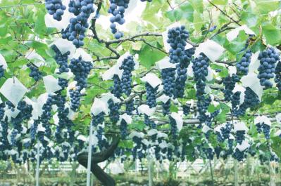 50代から楽しむぶどう狩りと乗馬体験！【山梨・静岡のおすすめスポット】美食と温泉も堪能（サムネイル画像2）