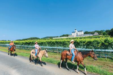50代から楽しむぶどう狩りと乗馬体験！【山梨・静岡のおすすめスポット】美食と温泉も堪能（サムネイル画像5）