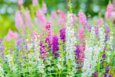 【ガーデニング】暑さに強く晩秋まできれいに咲く花［8選］夏の花壇をリフレッシュ！（サムネイル画像15）