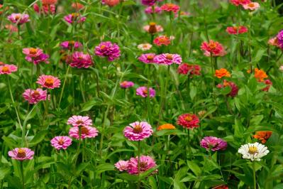 【ガーデニング】暑さに強く晩秋まできれいに咲く花［8選］夏の花壇をリフレッシュ！（サムネイル画像5）