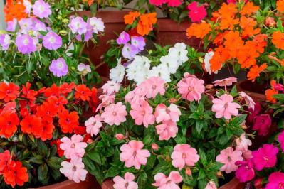 【ガーデニング】暑さに強く晩秋まできれいに咲く花［8選］夏の花壇をリフレッシュ！（サムネイル画像10）