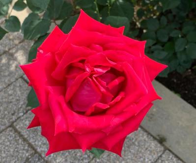 【ガーデニング】秋バラを最高に咲かせる秘訣！いつまでも暑い9月の夏剪定のコツとは？（サムネイル画像2）