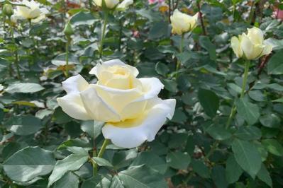 【ガーデニング】秋バラを最高に咲かせる秘訣！いつまでも暑い9月の夏剪定のコツとは？（サムネイル画像3）