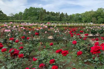 【ガーデニング】秋バラを最高に咲かせる秘訣！いつまでも暑い9月の夏剪定のコツとは？（サムネイル画像5）