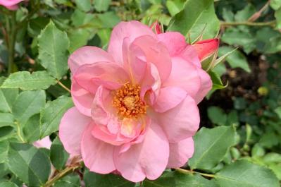 【ガーデニング】秋バラを最高に咲かせる秘訣！いつまでも暑い9月の夏剪定のコツとは？（サムネイル画像4）