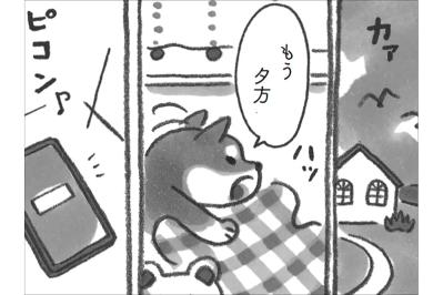 風邪の柴犬あんずを包む海辺の秋のやさしい時間【柴犬食堂 #22】