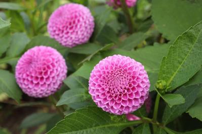 【ガーデニング】秋の主役はダリア！初心者でも楽しめる育て方と花形バリエーション（サムネイル画像8）