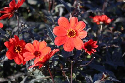 【ガーデニング】秋の主役はダリア！初心者でも楽しめる育て方と花形バリエーション（サムネイル画像3）