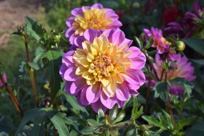 【ガーデニング】秋の主役はダリア！初心者でも楽しめる育て方と花形バリエーション（サムネイル画像14）