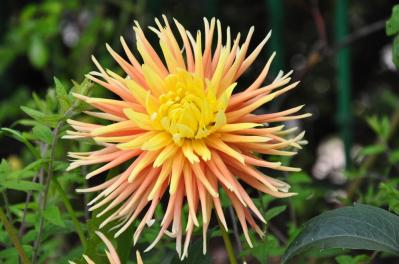 【ガーデニング】秋の主役はダリア！初心者でも楽しめる育て方と花形バリエーション（サムネイル画像5）