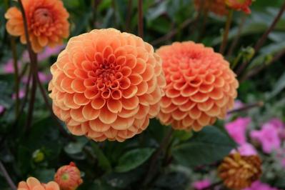 【ガーデニング】秋の主役はダリア！初心者でも楽しめる育て方と花形バリエーション（サムネイル画像9）