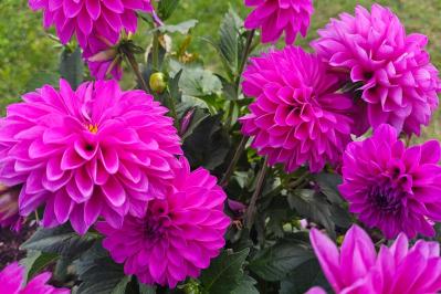 【ガーデニング】秋の主役はダリア！初心者でも楽しめる育て方と花形バリエーション（サムネイル画像12）